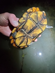 Kinosternon leucostomum