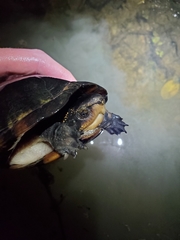 Kinosternon leucostomum