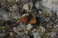 Boloria tritonia