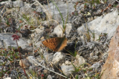 Boloria tritonia