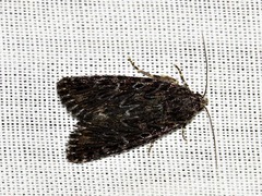 Hadjina carcaroda