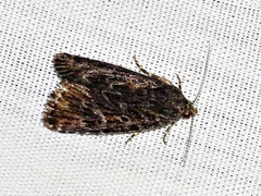 Hadjina carcaroda