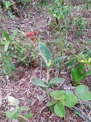 Palicourea officinalis