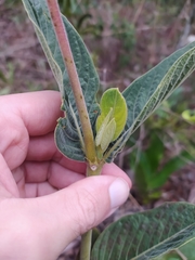 Palicourea officinalis