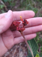 Palicourea officinalis