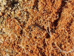 Lithobiomorpha