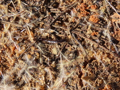 Lithobiomorpha