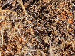 Lithobiomorpha