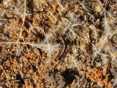 Lithobiomorpha