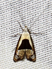 Ceromitia trigoniferella