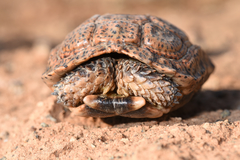 Chersobius signatus