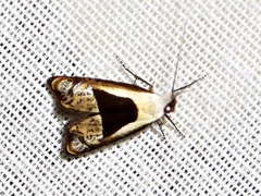 Ceromitia trigoniferella