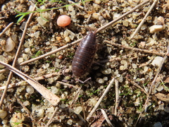 Porcellionides sexfasciatus