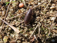 Porcellionides sexfasciatus