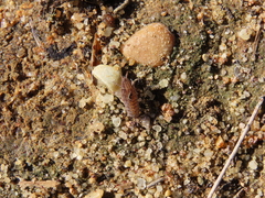 Porcellionides sexfasciatus