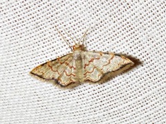 Idaea sublimbaria