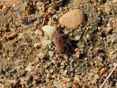 Porcellionides sexfasciatus