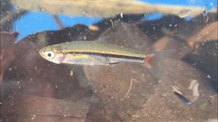 Rasbora borapetensis
