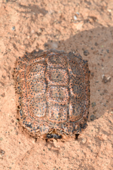 Chersobius signatus