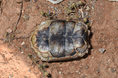 Chersobius signatus