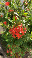 Ixora coccinea