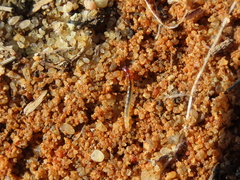Coleoptera