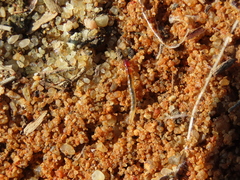 Coleoptera