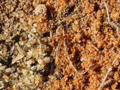 Coleoptera