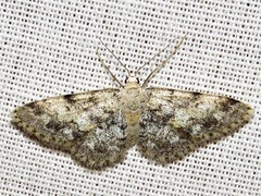 Idaea fumilinea