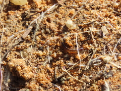 Lithobiomorpha