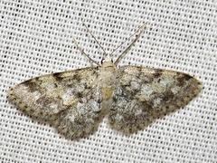 Idaea fumilinea