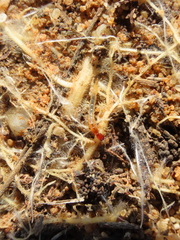 Coleoptera