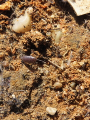 Porcellionides sexfasciatus
