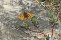 Boloria tritonia