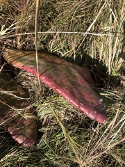 Opuntia macrarthra