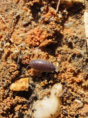 Porcellionides sexfasciatus