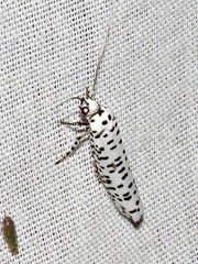 Yponomeuta strigillatus