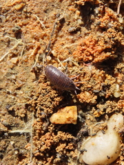 Porcellionides sexfasciatus