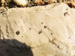 Linyphiidae