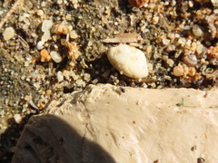 Linyphiidae