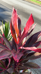 Cordyline fruticosa