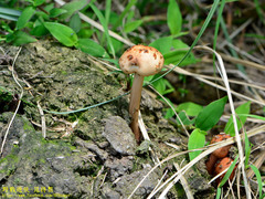 Protostropharia ovalispora