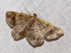 Chiasmia confuscata