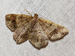 Chiasmia confuscata
