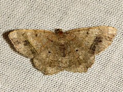 Chiasmia confuscata