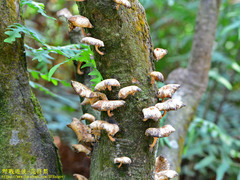 Lentinus squarrosulus