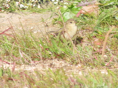 Phylloscopus collybita