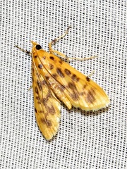 Archernis flavidalis