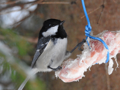 Periparus ater