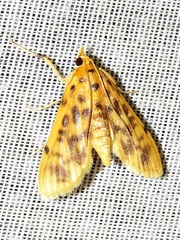 Archernis flavidalis